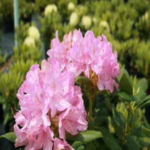 Rhododendron X Roseum Pink Rhododendron