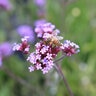 Verbena Bonariensis Buenos Aires Vervain