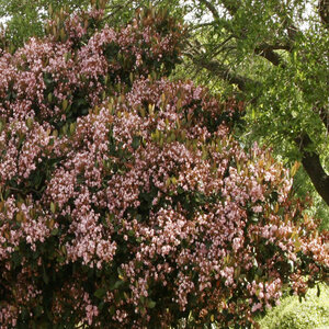 Rhaphiolepis Indica Rosalinda Indian Hawthorn