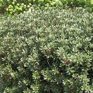 Rhaphiolepis Umbellata Blueberry Muffin Indian Hawthorn