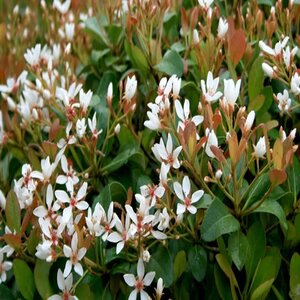 Rhaphiolepis Indica Snow White Indian Hawthorn