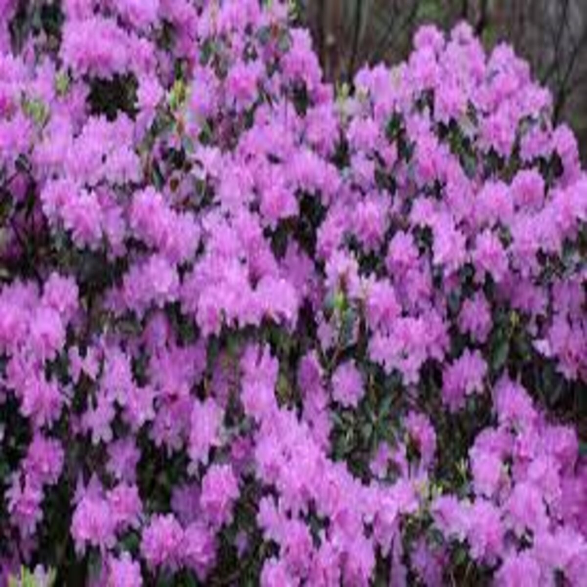 Rhododendron hybrid PJM Elite Rhododendron | SiteOne US