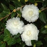 Camellia Sasanqua October Magic Southern Living Camellia 15 gal. Container