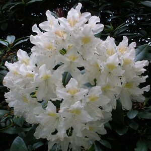 Rhododendron X Cunninghams White Rhododendron