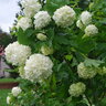 Viburnum Opulus Sterile Eastern Snowball