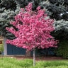 Malus X Royal Raindrops Crabapple 15 gal. Container
