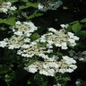 Viburnum Trilobum Bailey Compact Highbush Cranberry