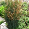 Juncus Patens California Gray Rush