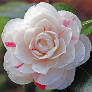 Camellia Japonica April Dawn Camellia