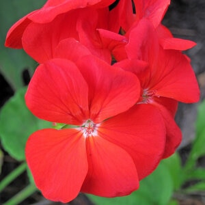 Pelargonium X Hortorum Red Zonal Geranium