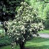 Viburnum Dilatatum Linden Viburnum 5 gal. Container