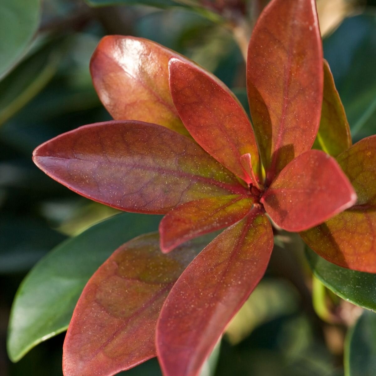 Bronze Beauty Cleyera