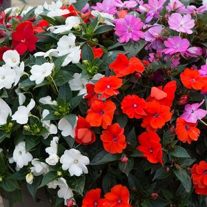 Impatiens x hybrida SunPatiens Mixture New Guinea Impatiens