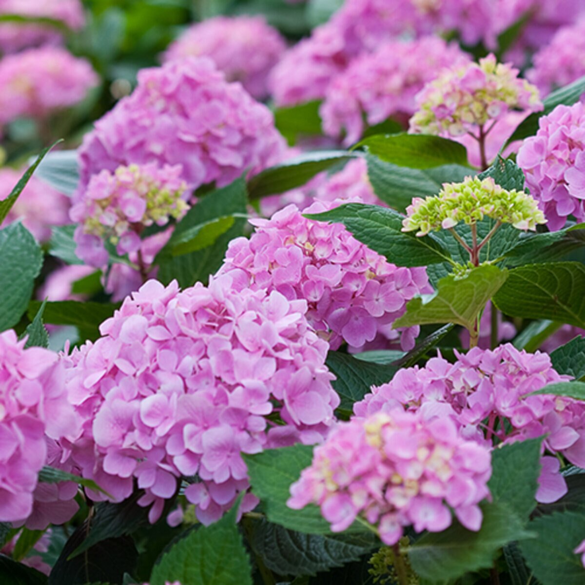 Hydrangea macrophylla Let's Dance Moonlight Proven Winners Big Leaf ...