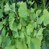 Ginkgo Biloba Shangri-La Maidenhair Tree