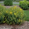 Hypericum Kalmianum St. Johns Wort 3 gal. Container
