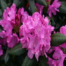 Rhododendron Maximum Roseum Rosebay Rhododendron