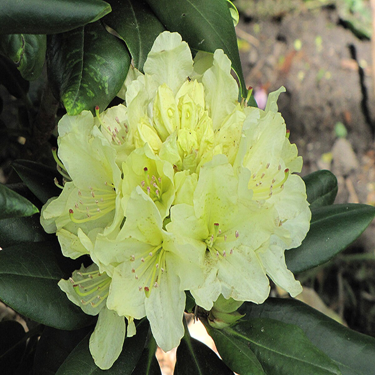 Rhododendron X Capistrano Rhododendron | SiteOne US