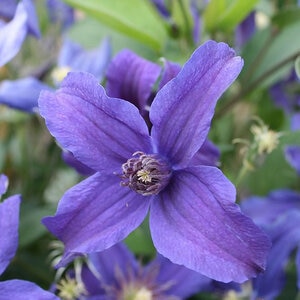 Clematis Sapphire Indigo Clematis