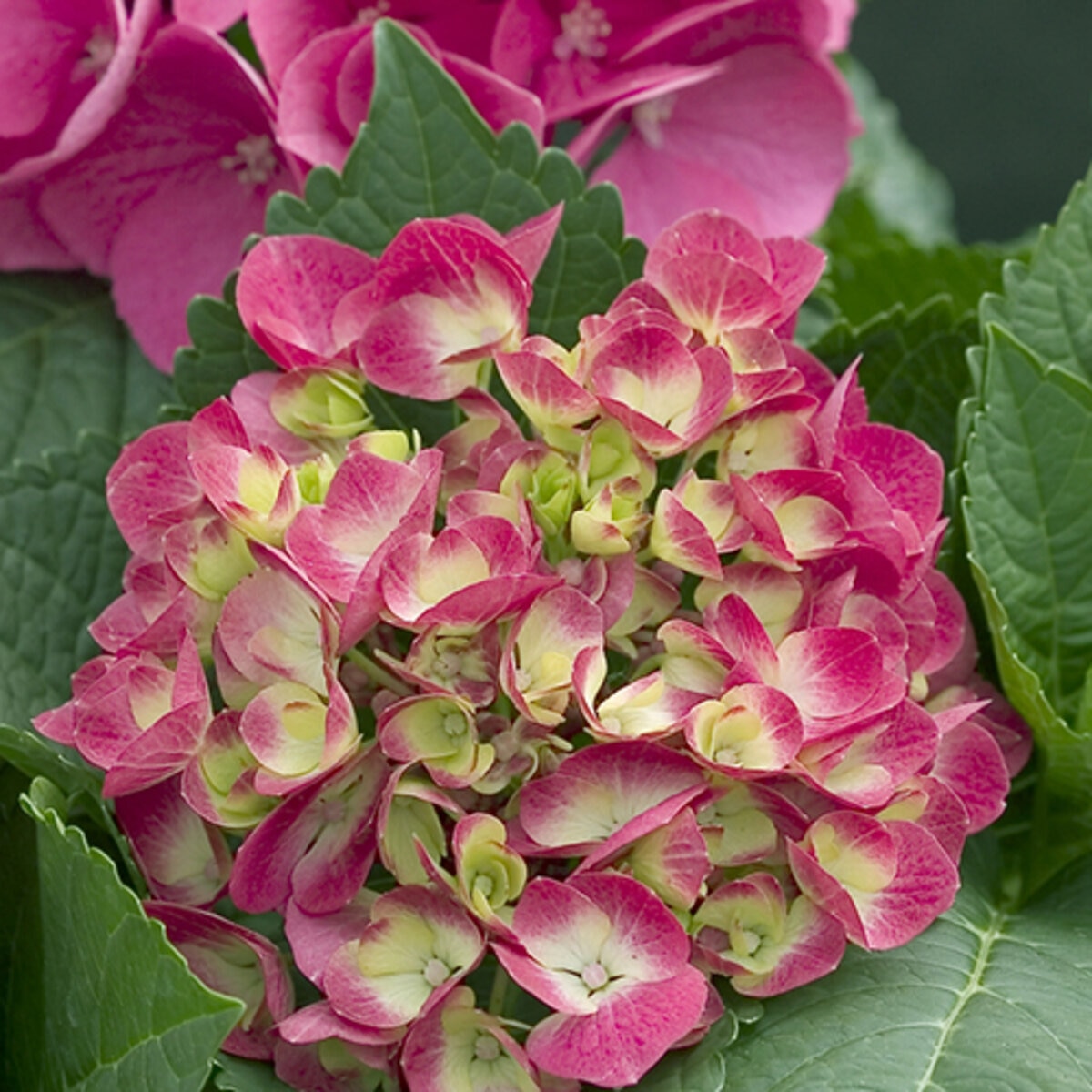 Hydrangea macrophylla Cityline Paris Proven Winners Big Leaf Hydrangea ...