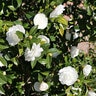 Camellia Sasanqua Marie Kirk Autumn Moon Camellia