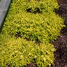 Lysimachia Nummularia Goldilocks Creeping Jenny 1 gal. Container