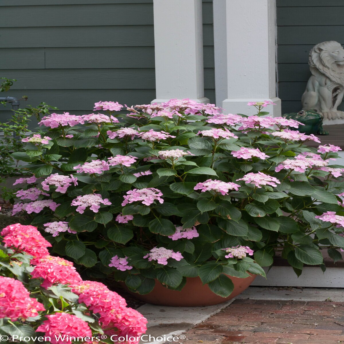 Hydrangea Macrophylla Let's Dance Starlight Big Leaf Hydrangrea | SiteOne