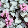 Lamium Maculatum Orchid Frost Deadnettle 1 gal. Container