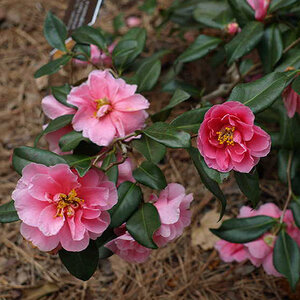 Camellia X Vernalis Egao Corkscrew Camellia