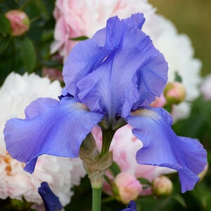 Iris germanica Sugar Blues Bearded Iris 1 gal. Container