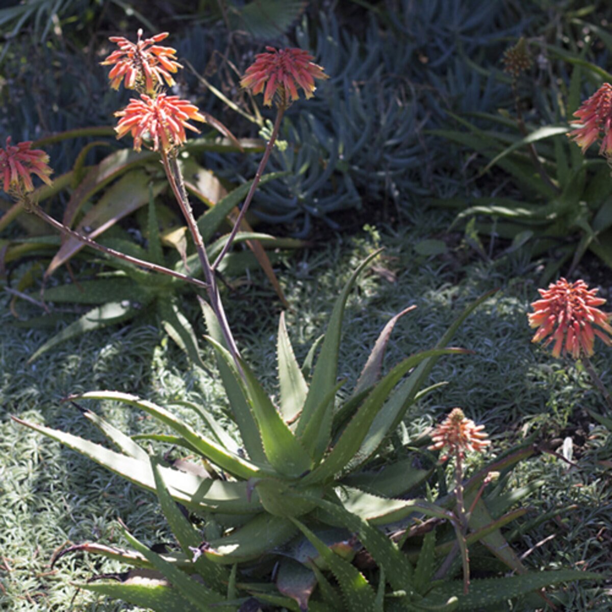Aloe Rooikappie Aloe | SiteOne US