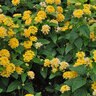Lantana Camara Lucky Gold Lantana