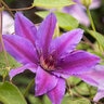 Clematis Vancouver Starry Nights Clematis