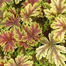 X Heucherella Gold Zebra Foamy Bells