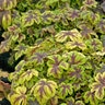 X Heucherella Gold Zebra Foamy Bells