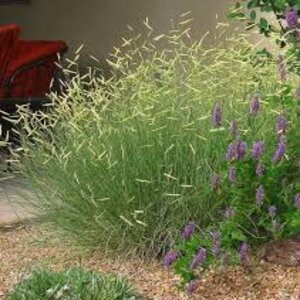 Bouteloua Gracilis Blonde Ambition Blue Grama Grass