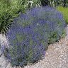 Lavandula Angustifolia Hidcote English Lavender 2 gal. Container