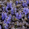 Ajuga Reptans Black Scallop Bugleweed 1 gal. Container