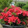 Rhododendron X Bloom-A-Thon Red Azalea