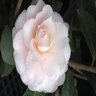 Camellia Japonica Goggy Camellia