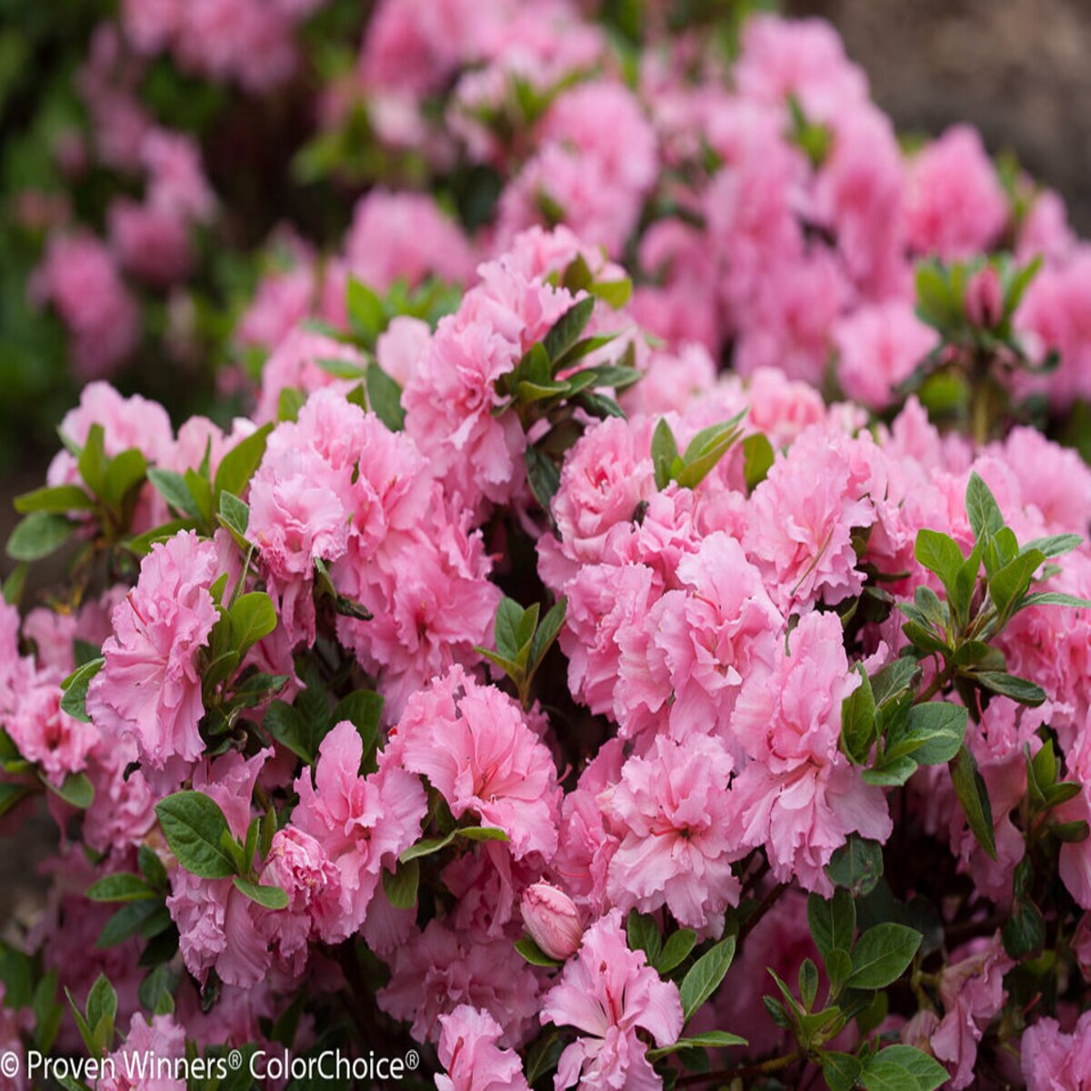 Rhododendron x Bloom-A-Thon Pink Double Proven Winners Azalea | SiteOne US
