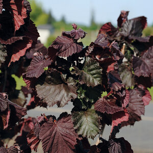 Corylus Avellana Red Dragon Filbert