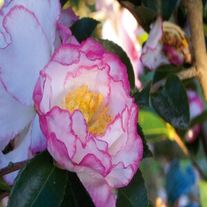 Camellia Sasanqua October Magic Inspiration Camellia