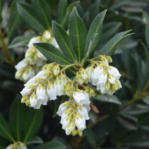 Pieris Japonica Greprs Southern Lady Japanese Andromeda