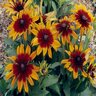 Rudbeckia Hirta Autumn Colors Black-Eyed Susan 1 gal. Container