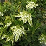 Pieris Japonica Greprs Southern Lady Japanese Andromeda