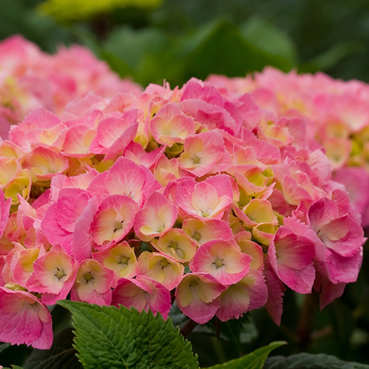 Hydrangea macrophylla Let's Dance Big Easy Proven Winners Big Leaf ...