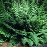 Dryopteris Marginalis Wood Fern SP3 Container