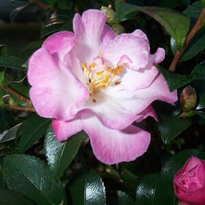 Camellia Sasanqua October Magic Orchid Camellia