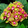 Hydrangea Macrophylla Next Generation Horwark Pistachio Big Leaf Hydrangea